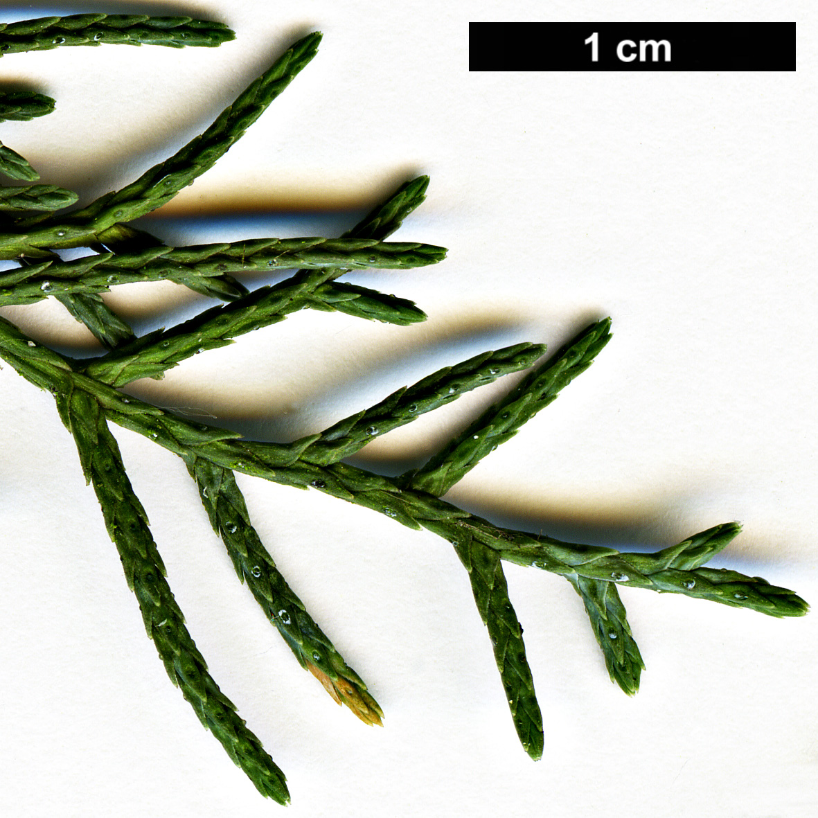 High resolution image: Family: Cupressaceae - Genus: Cupressus - Taxon: arizonica - SpeciesSub: var. glabra